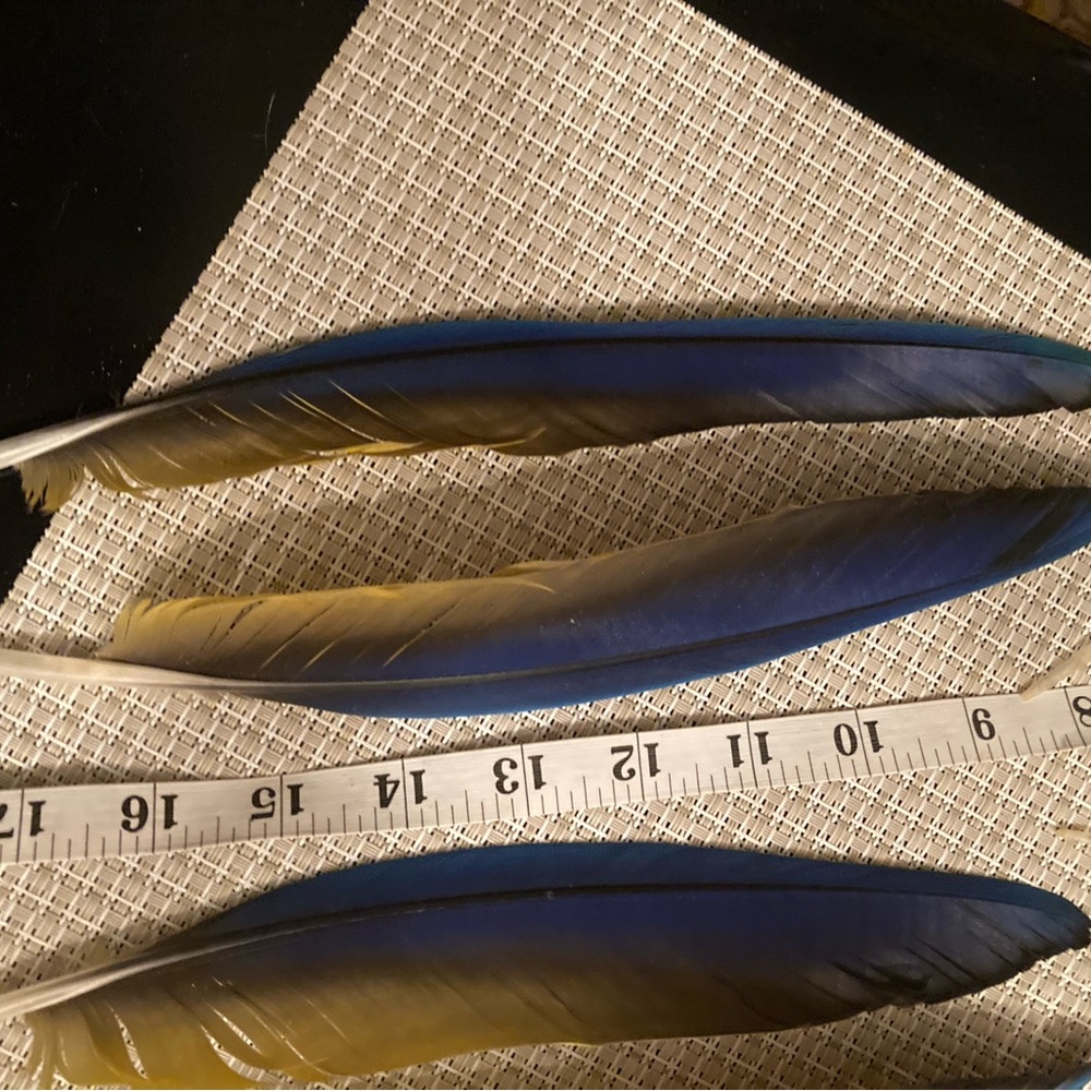 Vibrant Blue and Yellow Feathers